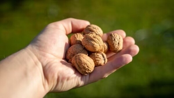 National walnut day : बस एक मुट्ठी भीगे हुए अखरोट पूरी फैमिली की सेहत में कर सकते हैं सुधार, जानिए इसके 6 फायदे